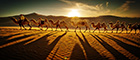 库布齐沙漠|库布齐沙漠,恩格贝,召西牧场,1550,93%